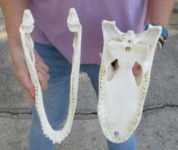  Real Florida Alligator Skull, 13 inches, for $120