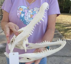  Real Florida Alligator Skull, 13 inches, for $120