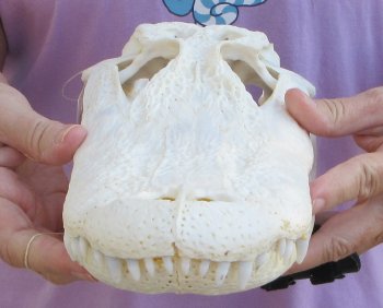  Real Florida Alligator Skull, 13 inches, for $120