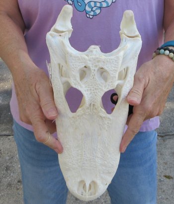  Real Florida Alligator Skull, 13 inches, for $120
