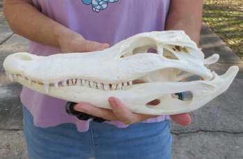  Real Florida Alligator Skull, 13 inches, for $120