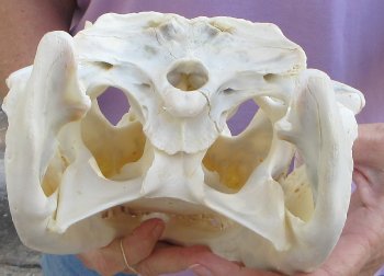  Real Florida Alligator Skull, 13 inches, for $120