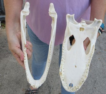  Real Florida Alligator Skull, 13 inches, for $120