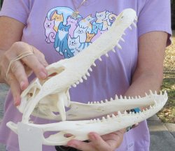 Real Florida Alliga...