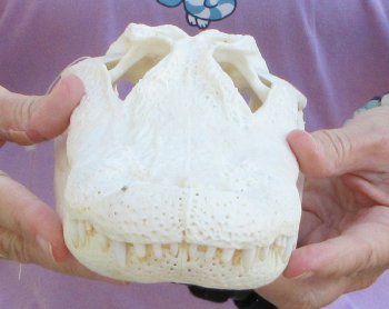   Real Florida Alligator Skull, 11-1/4 inches, for $90