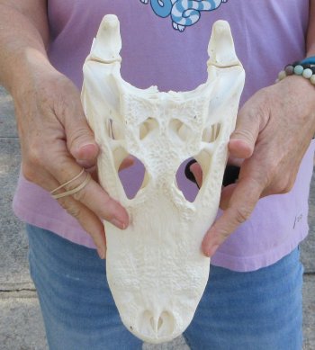   Real Florida Alligator Skull, 11-1/4 inches, for $90