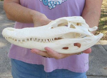   Real Florida Alligator Skull, 11-1/4 inches, for $90