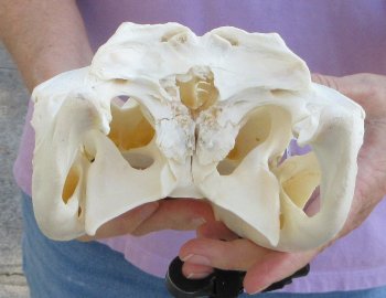   Real Florida Alligator Skull, 11-1/4 inches, for $90