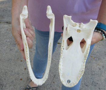   Real Florida Alligator Skull, 11-1/4 inches, for $90