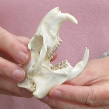 North American Groundhog Skull (Woodchuck) measuring 3-3/4 inches long and 2-3/4 inches wide for $30