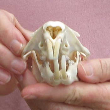 North American Groundhog Skull (Woodchuck) measuring 3-3/4 inches long and 2-3/4 inches wide for $30