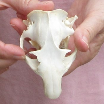 North American Groundhog Skull (Woodchuck) measuring 3-3/4 inches long and 2-3/4 inches wide for $30