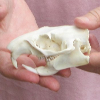 North American Groundhog Skull (Woodchuck) measuring 3-3/4 inches long and 2-3/4 inches wide for $30