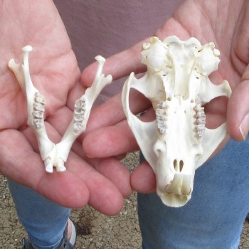 North American Groundhog Skull (Woodchuck) measuring 3-3/4 inches long and 2-3/4 inches wide for $30