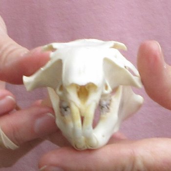 North American Groundhog Skull (Woodchuck) measuring 3-3/4 inches long and 2-3/4 inches wide for $30