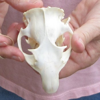 North American Groundhog Skull (Woodchuck) measuring 3-3/4 inches long and 2-3/4 inches wide for $30