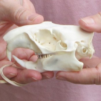 North American Groundhog Skull (Woodchuck) measuring 3-3/4 inches long and 2-3/4 inches wide for $30