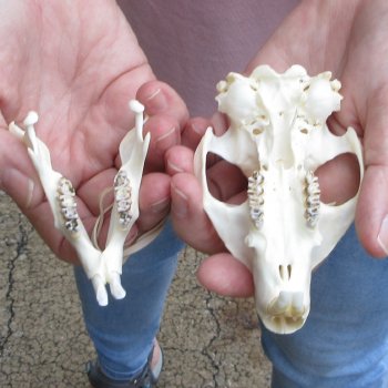 North American Groundhog Skull (Woodchuck) measuring 3-3/4 inches long and 2-3/4 inches wide for $30
