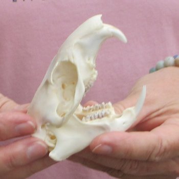 North American Groundhog Skull (Woodchuck) measuring 3-1/2 inches long and 2-1/2 inches wide for $30
