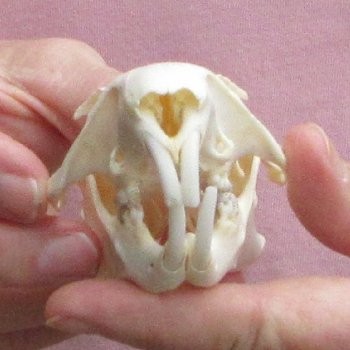 North American Groundhog Skull (Woodchuck) measuring 3-1/2 inches long and 2-1/2 inches wide for $30