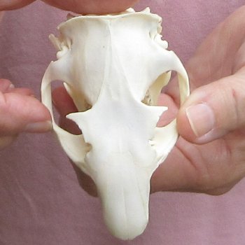 North American Groundhog Skull (Woodchuck) measuring 3-1/2 inches long and 2-1/2 inches wide for $30