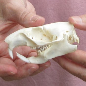 North American Groundhog Skull (Woodchuck) measuring 3-1/2 inches long and 2-1/2 inches wide for $30