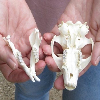 North American Groundhog Skull (Woodchuck) measuring 3-1/2 inches long and 2-1/2 inches wide for $30