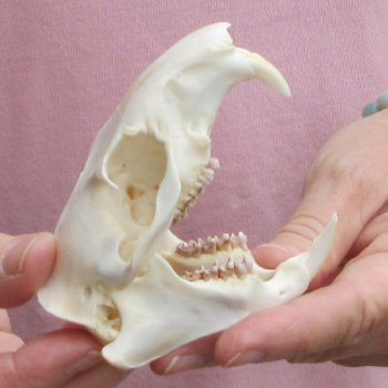 North American Groundhog Skull (Woodchuck) measuring 4 inches long and 2-3/4 inches wide for $30