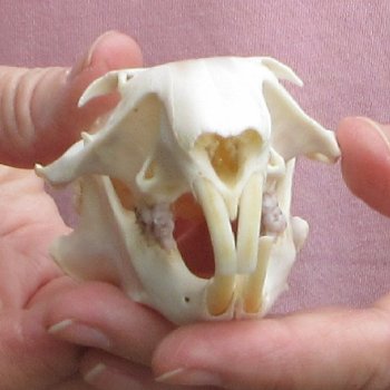 North American Groundhog Skull (Woodchuck) measuring 4 inches long and 2-3/4 inches wide for $30