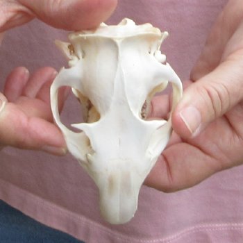 North American Groundhog Skull (Woodchuck) measuring 4 inches long and 2-3/4 inches wide for $30