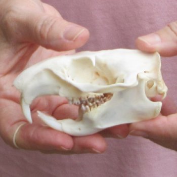 North American Groundhog Skull (Woodchuck) measuring 4 inches long and 2-3/4 inches wide for $30