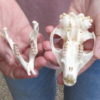 North American Groundhog Skull (Woodchuck) measuring 4 inches long and 2-3/4 inches wide for $30