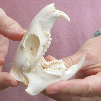North American Groundhog Skull (Woodchuck) measuring 3-1/2 inches long and 2-1/2 inches wide for $30