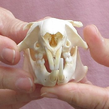 North American Groundhog Skull (Woodchuck) measuring 3-1/2 inches long and 2-1/2 inches wide for $30