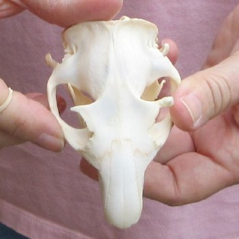 North American Groundhog Skull (Woodchuck) measuring 3-1/2 inches long and 2-1/2 inches wide for $30