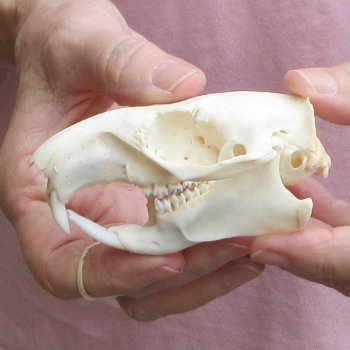 North American Groundhog Skull (Woodchuck) measuring 3-1/2 inches long and 2-1/2 inches wide for $30