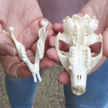 North American Groundhog Skull (Woodchuck) measuring 3-1/2 inches long and 2-1/2 inches wide for $30
