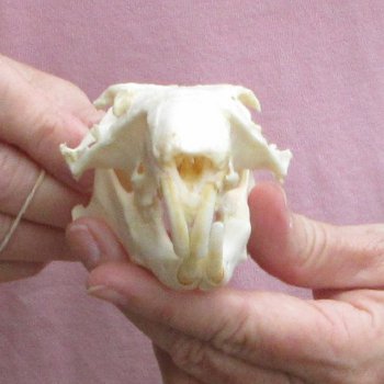 North American Groundhog Skull (Woodchuck) measuring 4-1/4 inches long and 3 inches wide for $30