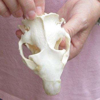 North American Groundhog Skull (Woodchuck) measuring 4-1/4 inches long and 3 inches wide for $30