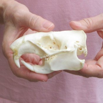 North American Groundhog Skull (Woodchuck) measuring 4-1/4 inches long and 3 inches wide for $30