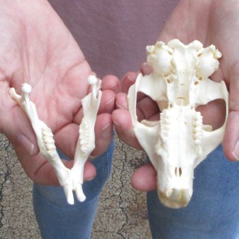 North American Groundhog Skull (Woodchuck) measuring 4-1/4 inches long and 3 inches wide for $30