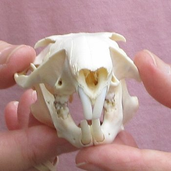 North American Groundhog Skull (Woodchuck) measuring 3-1/2 inches long and 2-1/4 inches wide for $30