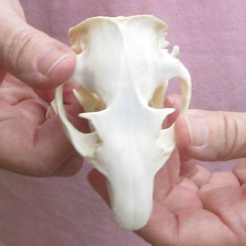 North American Groundhog Skull (Woodchuck) measuring 3-1/2 inches long and 2-1/4 inches wide for $30
