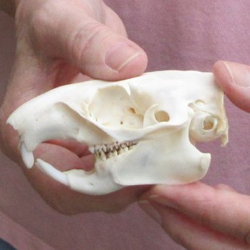 North American Groundhog Skull (Woodchuck) measuring 3-1/2 inches long and 2-1/4 inches wide for $30