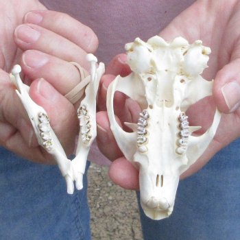 North American Groundhog Skull (Woodchuck) measuring 3-1/2 inches long and 2-1/4 inches wide for $30
