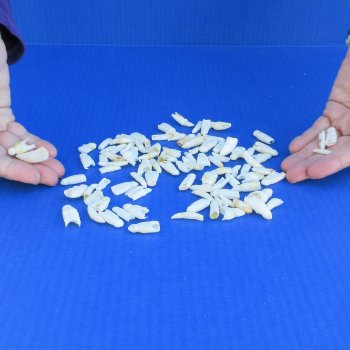 100 Alligator teeth under 1-1/8"