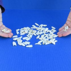 100 Alligator teeth under 1-1/8"