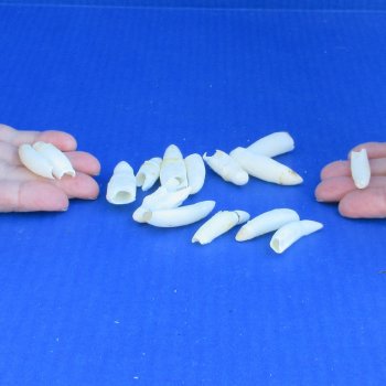 Fifteen Alligator Teeth, 1-1/2" to 2" 