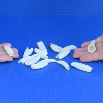 Fifteen Alligator Teeth, 1-1/2" to 1-7/8"