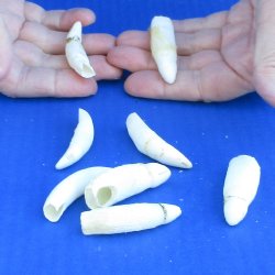 Eight Alligator Teeth, 2" to 2-1/2" 